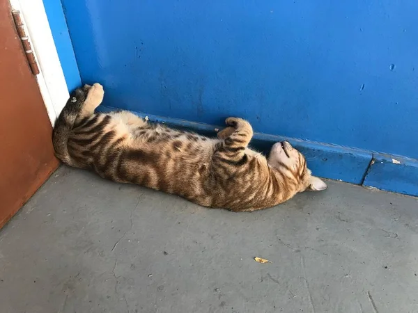 Chat Dormir Envers Plier Dormir Derrière Porte Coin Côté Peut — Photo