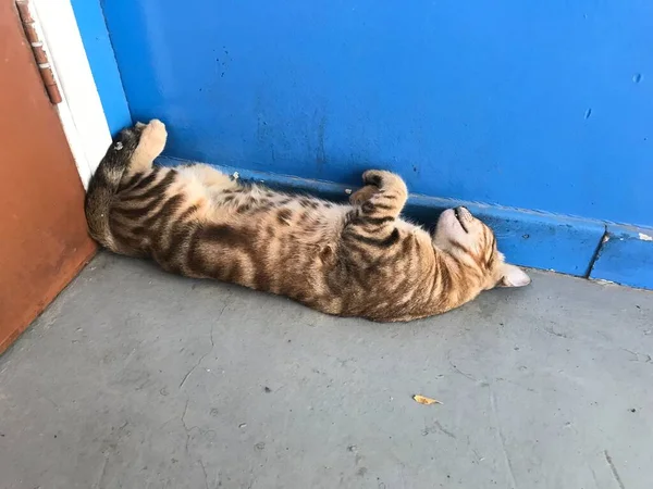 Gato Dormindo Cabeça Curva Para Baixo Dormindo Atrás Porta Canto — Fotografia de Stock