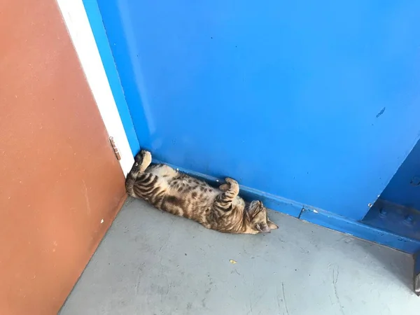 猫の睡眠が逆さまにドアの角の側の後ろの睡眠を曲げ圧迫される — ストック写真