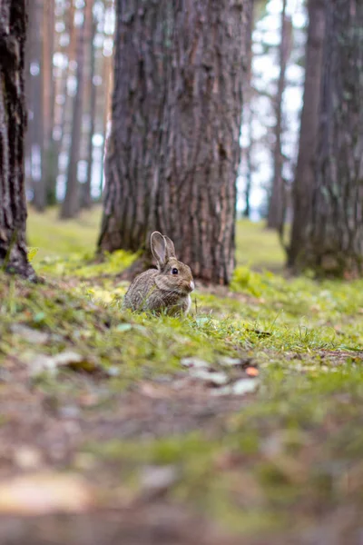 Vacker Kanin Med Långa Öron Springer Runt Skogen Och Tuggar — Stockfoto