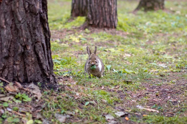 長い耳を持つ美しいウサギが森の中を走り 草の葉や葉を噛む — ストック写真