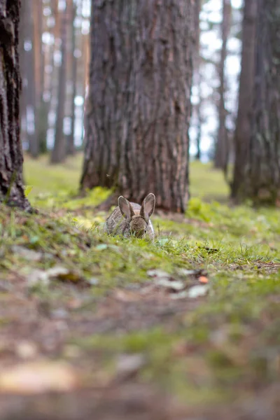 Vacker Kanin Med Långa Öron Springer Runt Skogen Och Tuggar — Stockfoto