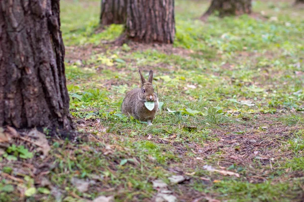 Vacker Kanin Med Långa Öron Springer Runt Skogen Och Tuggar — Stockfoto