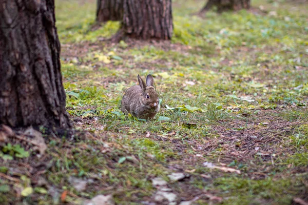 Vacker Kanin Med Långa Öron Springer Runt Skogen Och Tuggar — Stockfoto