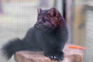 Small black animal European mink in a cage, behind bars. clipart