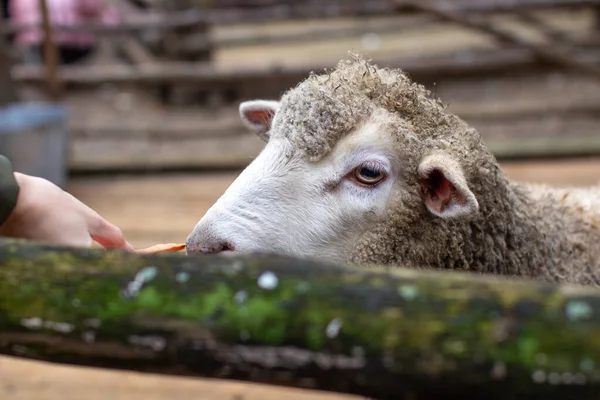 Um homem alimenta ovelhas brancas por cima de uma cerca. Ovelhas cutam suas cabeças através — Fotografia de Stock