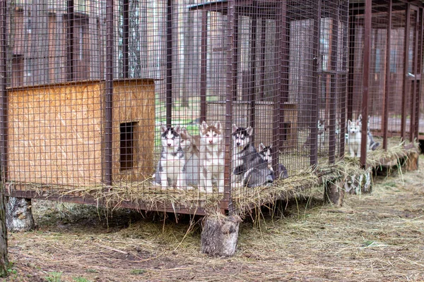 Close Lindos Cachorros Husky Cão Estar Uma Gaiola Olhando Através — Fotografia de Stock