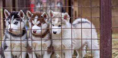 Güzel Husky köpek yavrularının kafeste olup kafesin içinden baktıkları yakın plan. Hayvan barınağında yalnız bir köpek.