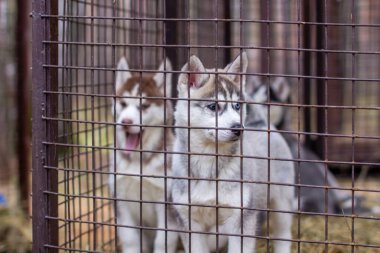 Güzel Husky köpek yavrularının kafeste olup kafesin içinden baktıkları yakın plan. Hayvan barınağında yalnız bir köpek.