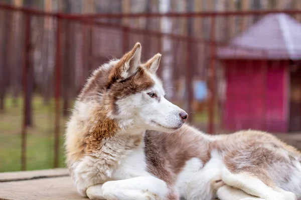 Siberian Cão Husky Deitado Uma Casa Madeira Cão Está Mentindo — Fotografia de Stock