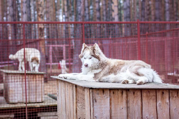 Sibirisk Huskyhund Som Ligger Ett Trähus Hunden Ligger Uttråkad Och — Stockfoto