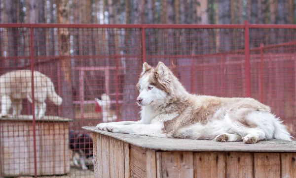 Σιβηρίας Husky Σκυλί Βρίσκεται Ένα Ξύλινο Σπίτι Σκύλος Λέει Ψέματα — Φωτογραφία Αρχείου
