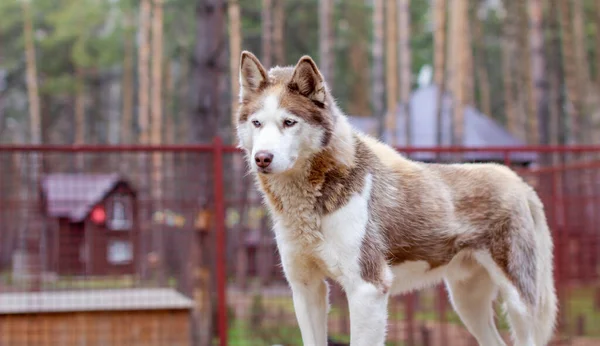 Siberian Cão Husky Deitado Uma Casa Madeira Cão Está Mentindo — Fotografia de Stock