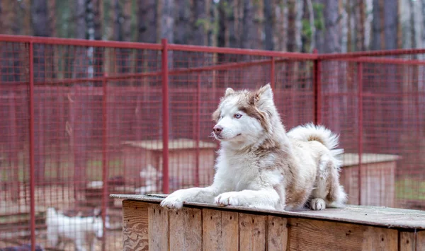 Sibirischer Husky Hund Auf Einem Holzhaus Liegend Der Hund Liegt — Stockfoto