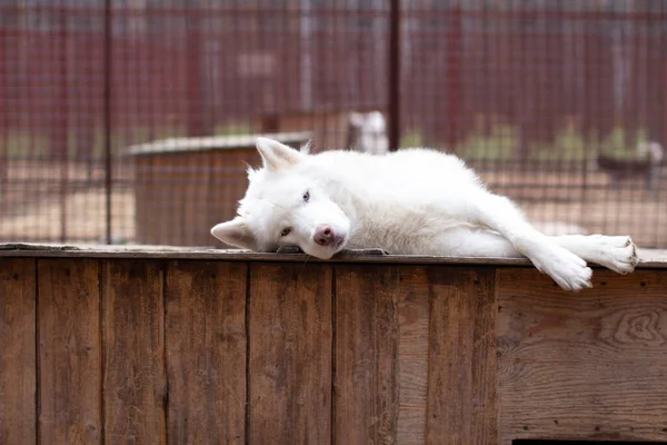 White Siberian Husky Lies Wooden House Dog Lying Bored Resting — Stock Photo, Image