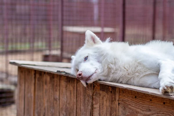 Beyaz Bir Sibirya Kurdu Ahşap Bir Evde Yatıyor Köpek Yatıyor — Stok fotoğraf