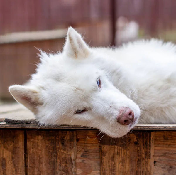 Beyaz Bir Sibirya Kurdu Ahşap Bir Evde Yatıyor Köpek Yatıyor — Stok fotoğraf