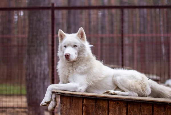 Ένα Λευκό Σιβηρικό Χάσκι Βρίσκεται Ένα Ξύλινο Σπίτι Σκύλος Λέει — Φωτογραφία Αρχείου