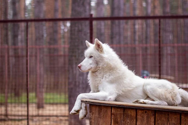 一个白色的西伯利亚哈士奇躺在一座木头房子上 这只狗在撒谎 无聊和休息 高质量的照片 — 图库照片
