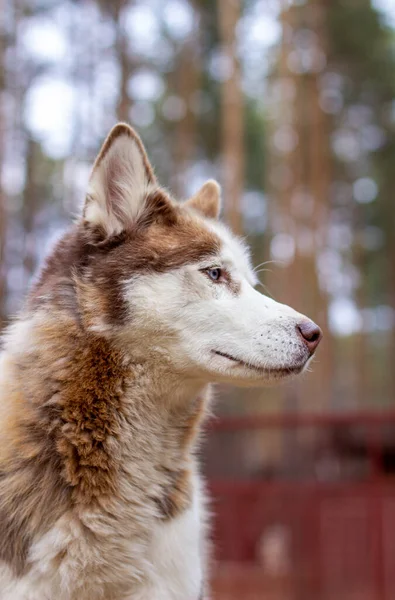 Πορτρέτο Ενός Σιβηρικού Σκυλιού Μπλε Μάτια Στη Φύση Ένα Καφέ — Φωτογραφία Αρχείου
