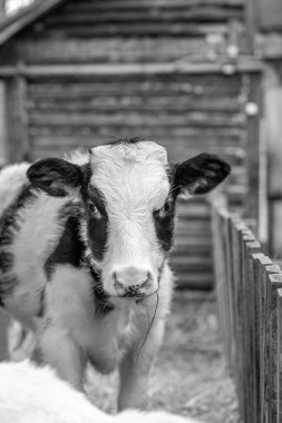 Açık hava takibinde genç bir benekli buzağı. İnek kameraya bakar.