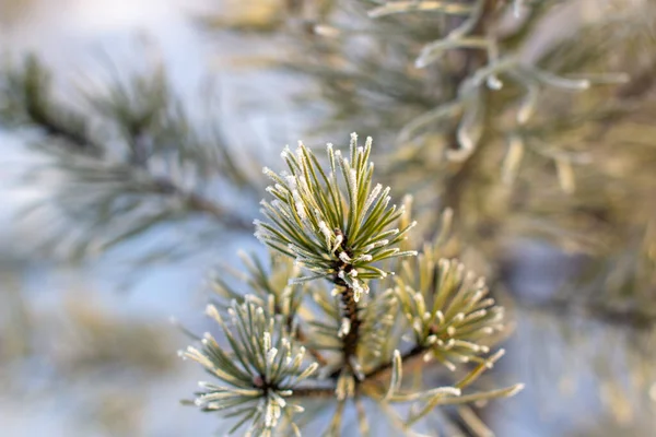 Una Ramita Árbol Navidad Con Agujas Escarcha Primer Plano Helado — Foto de Stock