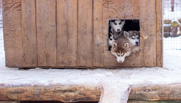 Schöne Sibirische Husky Welpen Zwinger Freigehege Winter Die Hunde Liegen — Stockfoto