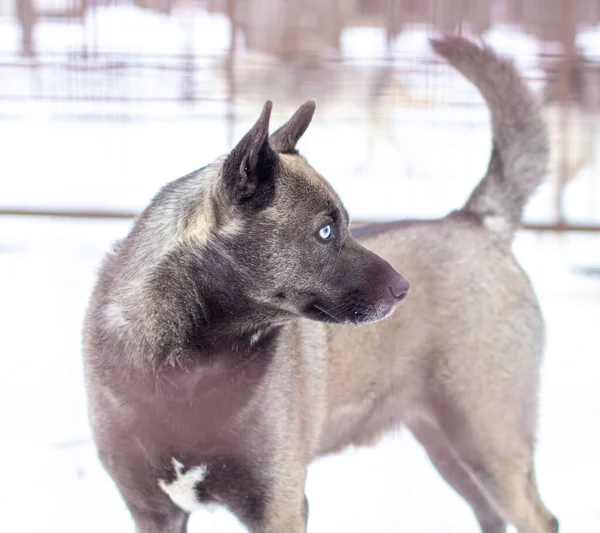 Siberische Husky Wordt Bewaard Een Kennel Een Volière Hoge Kwaliteit — Stockfoto