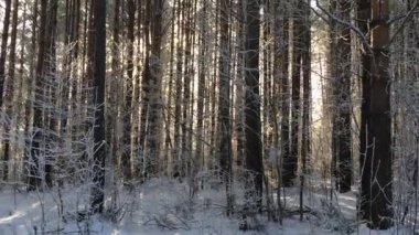 Güneş ışığı kışın ormandaki ağaçların arasından geçer. Kozalaklı orman. Kamera yukarı hareket ediyor..