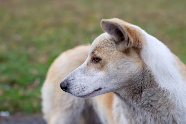 A stray abandoned dog with very sad and intelligent eyes. — Stock Photo, Image