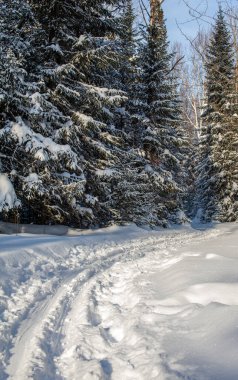 Kış ormanında bir yürüyüş. Kar ağaçları ve kayak pisti. Güzel ve alışılmadık yollar ve orman patikaları. Güzel kış manzarası.