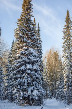 Kış ormanında bir yürüyüş. Kar ağaçları ve kayak pisti. Güzel ve alışılmadık yollar ve orman patikaları. Güzel kış manzarası.