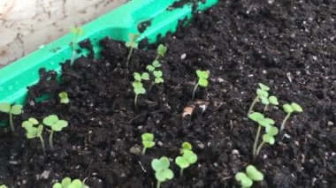Taze ve küçük fidanlar toprakta bir tencerede bulunur. 