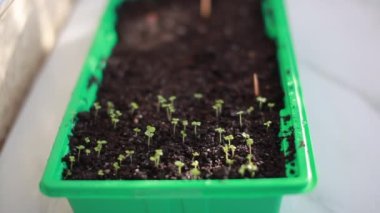 Toprakta taze ve küçük fidanlar var.