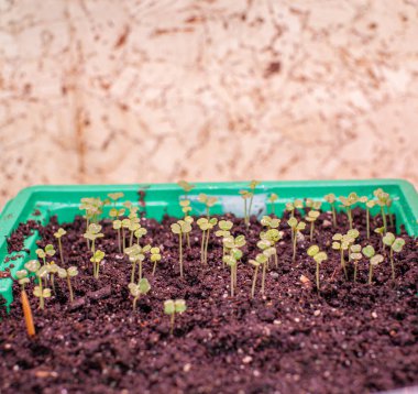 Evde, masada büyük bir tencereye taze fidanlar ekiyorsun. Lezzetli sebzelerden salata için taze bir filiz.. 