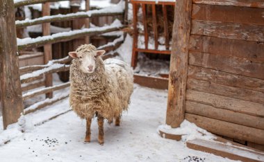 Tahta bir ağılda beyaz kıvırcık saçlı bir koyun. Kışın koyun çiftliği. Ev..