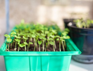 Evde, masada büyük bir tencereye taze fidanlar ekiyorsun. Lezzetli sebzelerden salata için taze bir filiz.. 