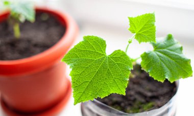 Pencerenin yanındaki saksılarda salatalık tohumları, yakın planda yeşil bir yaprak.