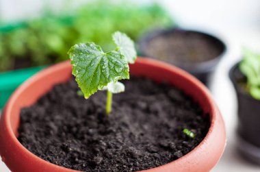 Pencerenin yanındaki saksılarda salatalık tohumları, yakın planda yeşil bir yaprak..