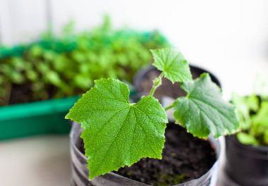 Pencerenin yanındaki saksılarda salatalık tohumları, yakın planda yeşil bir yaprak.