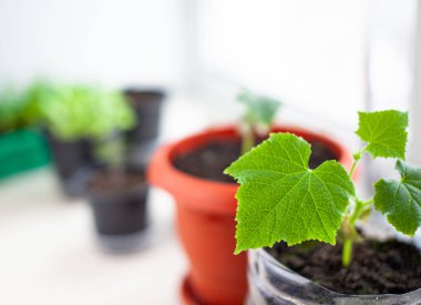 Pencerenin yanındaki saksılarda salatalık tohumları, yakın planda yeşil bir yaprak..