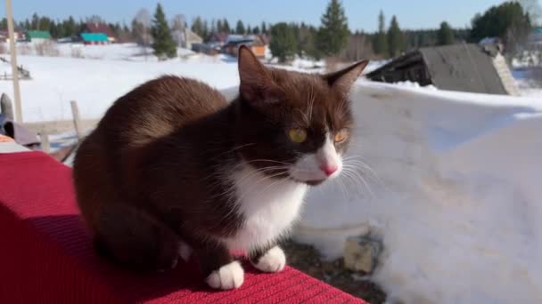 Söt Kattunge Sitter Ett Trästaket Ute Vintern Brun Fluffig Katt — Stockvideo