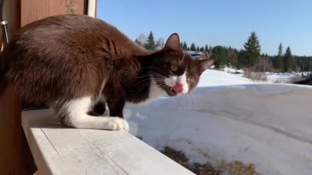 Egy Aranyos Cica Egy Kerítésen Odakint Télen Egy Barna Bolyhos — Stock videók