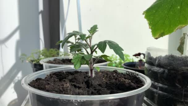 Kümmern Sie Sich Junge Tomatensetzlinge Auf Der Fensterbank Frühlingsgarten Pflanzung — Stockvideo