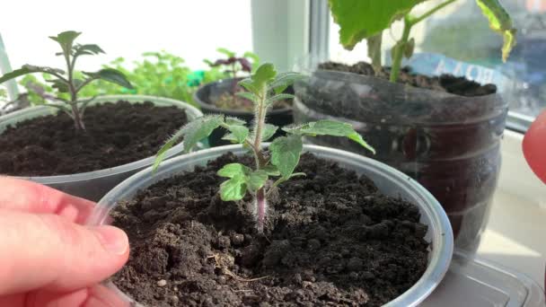 窓辺の若いトマトの苗 春のホームガーデン 植え付け 有機野菜の栽培に注意してください 4Kだ 白い窓のポットと箱の若い苗 — ストック動画