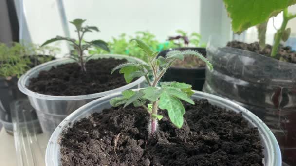 Kümmern Sie Sich Junge Tomatensetzlinge Auf Der Fensterbank Frühlingsgarten Pflanzung — Stockvideo