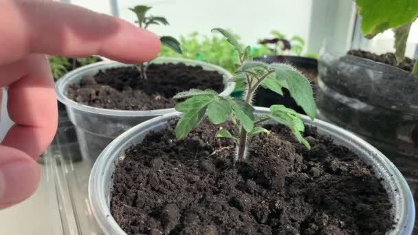 Kümmern Sie Sich Junge Tomatensetzlinge Auf Der Fensterbank Frühlingsgarten Pflanzung — Stockvideo