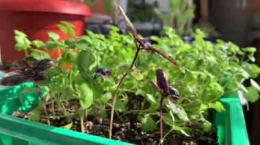 Ev penceresinin kenarındaki tepside yetişen yeşil kişniş ve fesleğen. Sağlıklı gıda konsepti, vegan konsepti. Evde bahçe işleri.