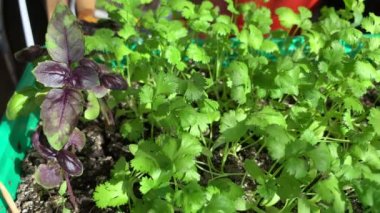 Ev penceresinin kenarındaki tepside yetişen yeşil kişniş ve fesleğen. Sağlıklı gıda konsepti, vegan konsepti. Evde bahçe işleri.