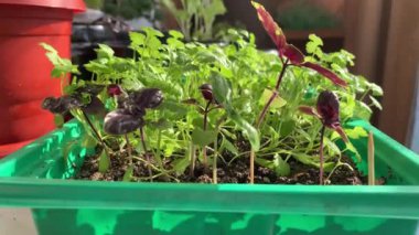 Ev penceresinin kenarındaki tepside yetişen yeşil kişniş ve fesleğen. Sağlıklı gıda konsepti, vegan konsepti. Evde bahçe işleri.